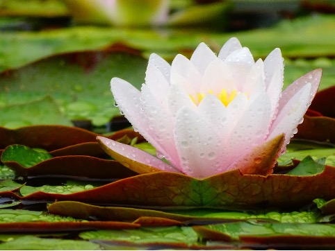 Takáts Del Visco Emma versei